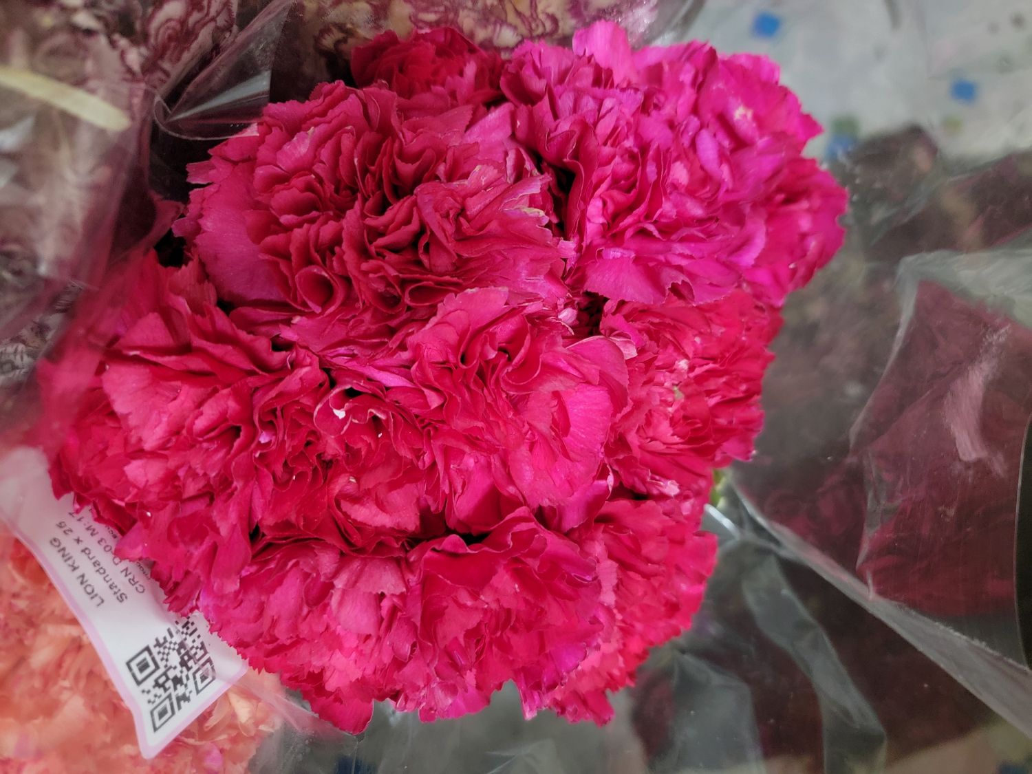 Carnations bright pink