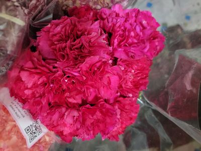 Carnations bright pink