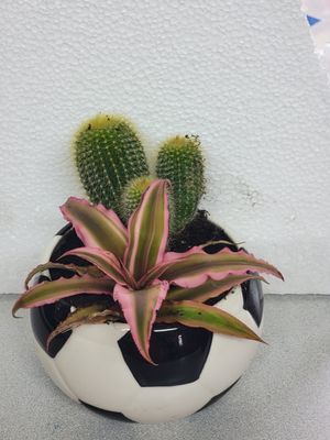 Football plant lover Dad 