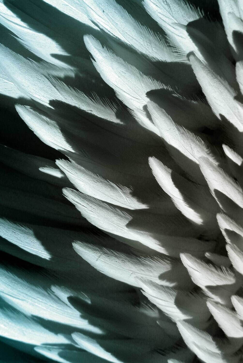 Tuch Feathers