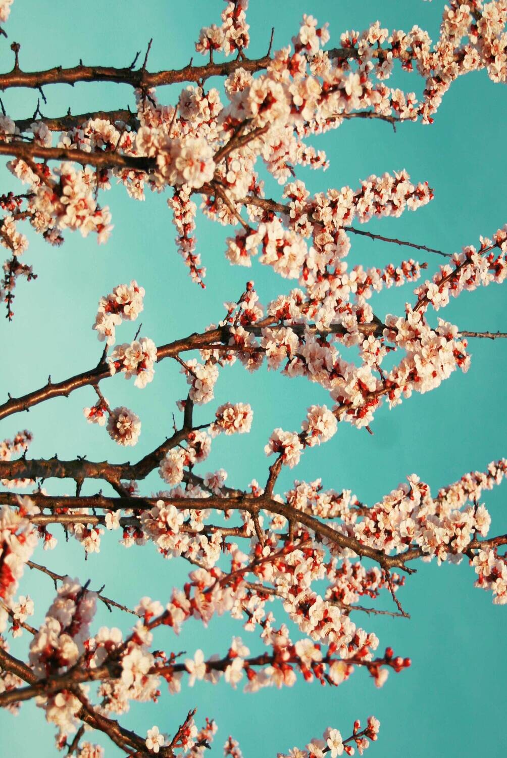 Tuch CherryBlossom