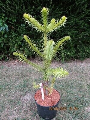 Araucaria (monkey puzzle)