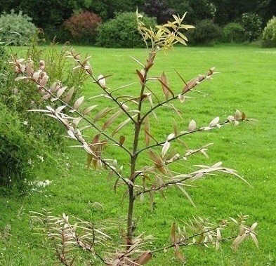 Agathis (kauri)