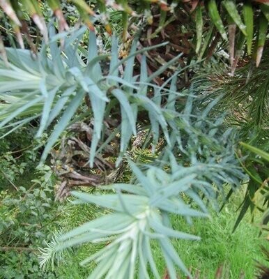 Cunninghamia (China fir)