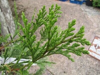 Calocedrus (incense cedar)