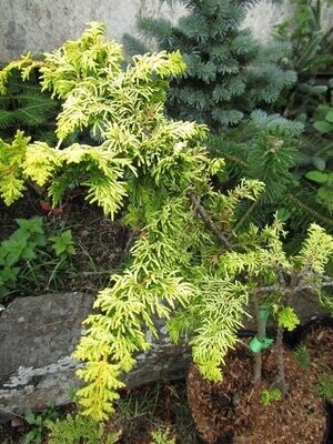 Chamaecyparis (false cypress)