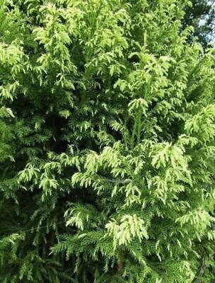 Cryptomeria japonica (Japanese cedar)