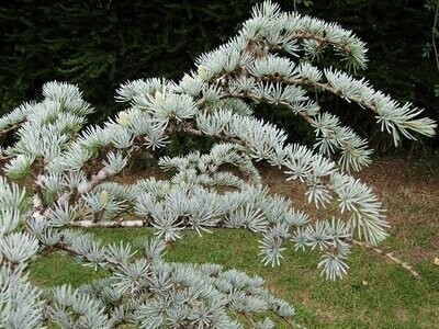 Cedrus (cedar)