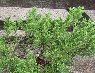Juniperus (juniper)