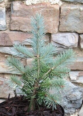 Pseudotsuga (Douglas fir)
