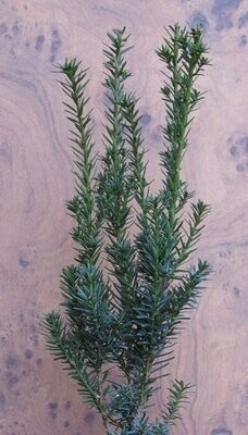 Taxus (yew)