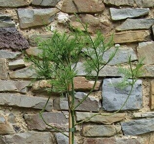 Glyptostrobus (water pine)
