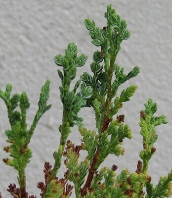 Austrocedrus