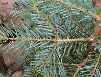 Abies (fir)