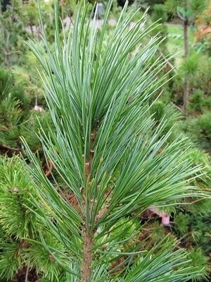 Pinus (pine)