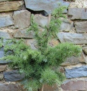 Larix (larch)