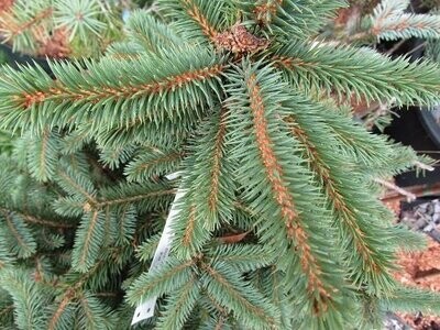 Picea (spruce)