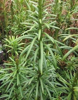Cephalotaxus (plum yew)
