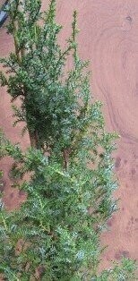 Pilgerodendron
