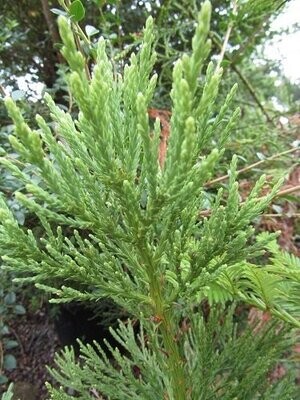Sequoia (redwood)