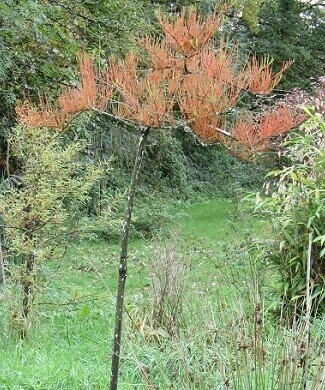 Taxodium (swamp cypress)