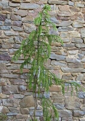 Taiwania (Taiwan cedar)