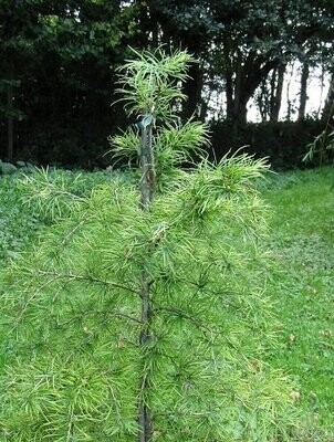 Psuedolarix (golden larch)