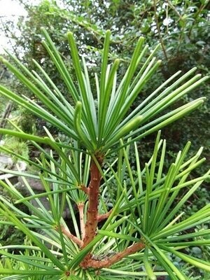 Sciadopitys verticillata (parasol pine)