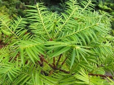 Torreya (nutmeg yew)