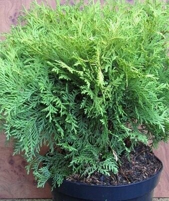 Thuja (arborvitae)