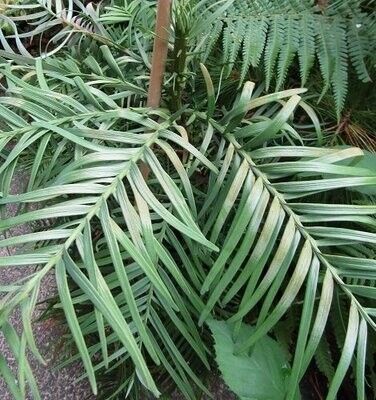Wollemia (wollemi pine)
