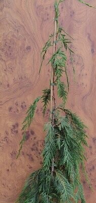 Xanthocyparis (nootka cypress)