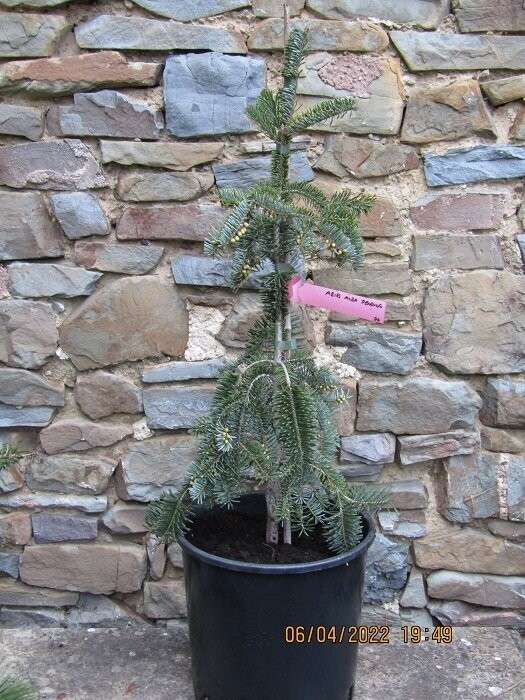 Abies alba pendula 9.5L 90-100cm