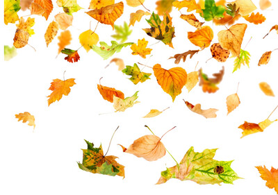 Broadleaves