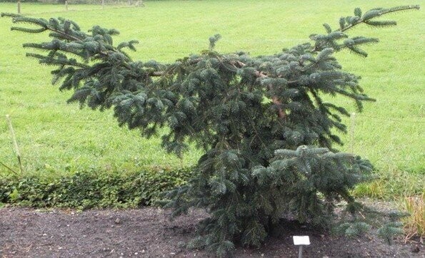 Abies borisii-regis pendula 70-80cm