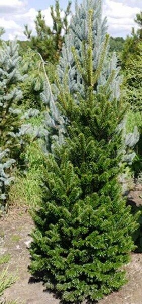 Abies alba fastigiata 80-90cm