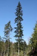 Abies alba 50-60cm