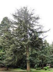 Abies chensiensis, shensi fir 10L 90-100cm