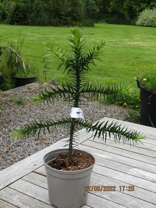 Araucaria araucana 5L 30-40cm special order