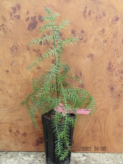 Araucaria cunninghamii 50-60cm