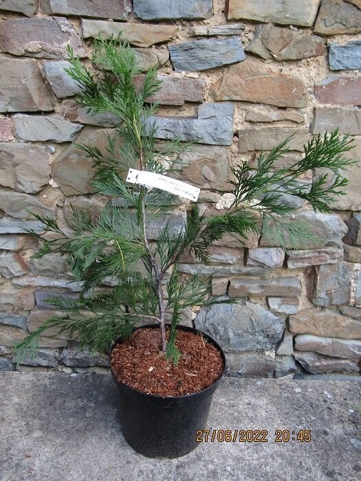 Calocedrus decurrens, Incense cedar60-70cm