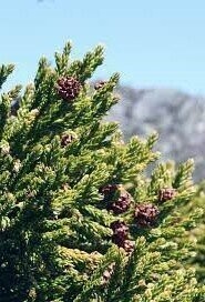 Athrotaxis, Tasmanian cedar