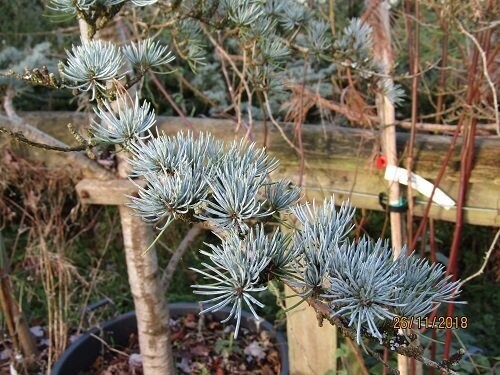 Cedrus libani glauca, blue cedar of Lebanon 40-50cm