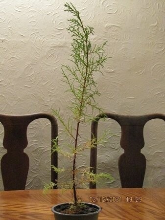 Cupressus guadaloupensis 40-60cm