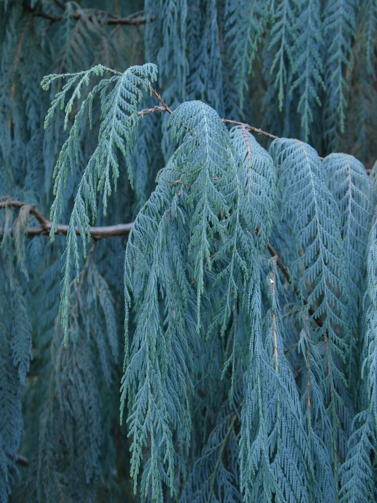 Cupressus cashmeriana blue wave (syn.glauca) 30-40cm