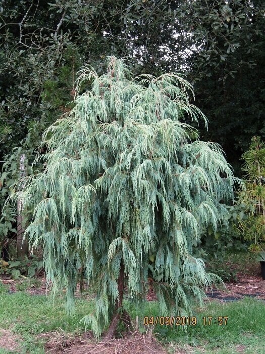 Cupressus cashmeriana 50-60cm br or fresh potted