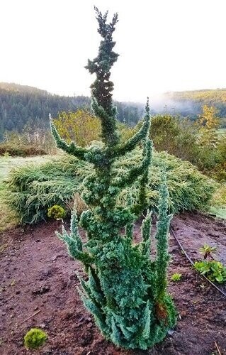 Chamaecyparis lawsoniana wisells saguaro 70L 210-220cm, 2" diam' stem EXACT ITEM OFFER