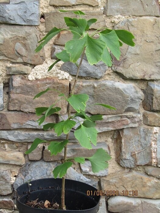 Ginkgo biloba, Maidenhair, 150-175cm rb MULTISTEM