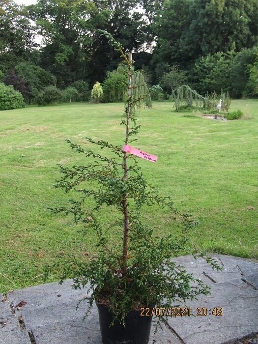 Fitzroya cupressoides, Patagonian cypress 15-20L 120-130cm iro 18yrs old