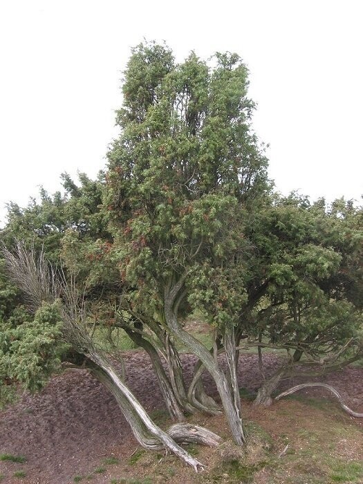 Juniperus communis 10-20cm x 10no.